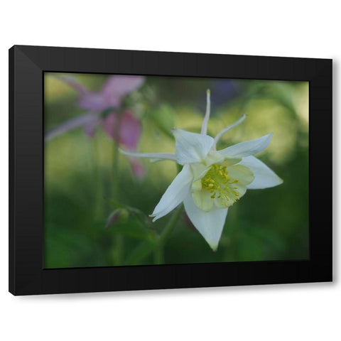 White Columbine Black Modern Wood Framed Art Print by Bonin, Suzanne