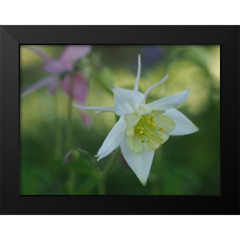 White Columbine Black Modern Wood Framed Art Print by Bonin, Suzanne