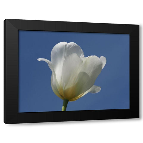 White Tulip Blue Sky Black Modern Wood Framed Art Print by Bonin, Suzanne