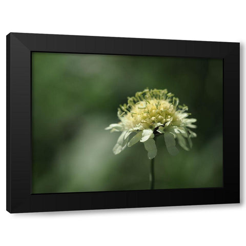 Yellow Scabious Black Modern Wood Framed Art Print by Bonin, Suzanne
