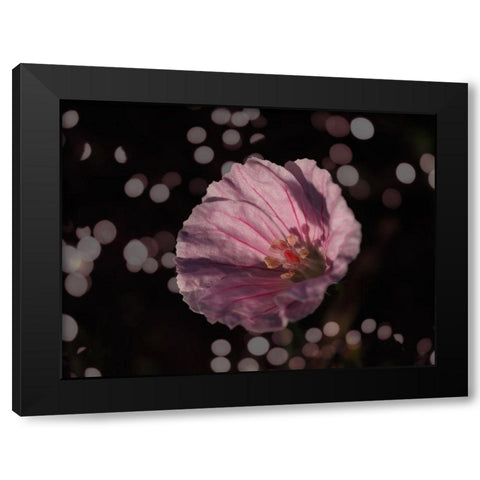 Bloody Cranesbill Black Modern Wood Framed Art Print with Double Matting by Bonin, Suzanne