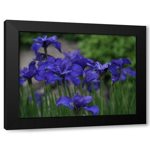 Blue Ones Black Modern Wood Framed Art Print by Bonin, Suzanne