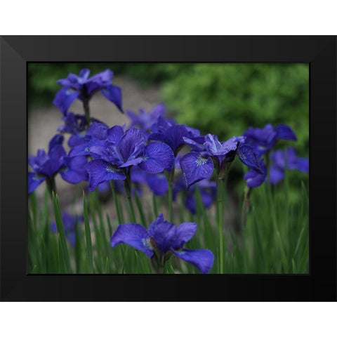 Blue Ones Black Modern Wood Framed Art Print by Bonin, Suzanne