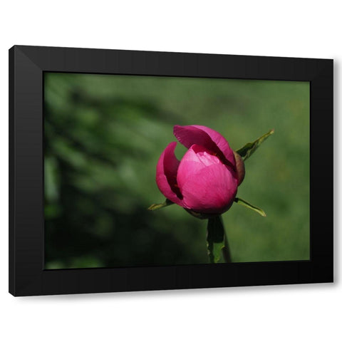 Budding Black Modern Wood Framed Art Print with Double Matting by Bonin, Suzanne