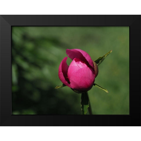 Budding Black Modern Wood Framed Art Print by Bonin, Suzanne