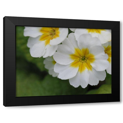Buttercups Black Modern Wood Framed Art Print by Bonin, Suzanne