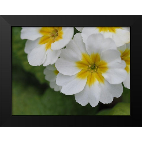 Buttercups Black Modern Wood Framed Art Print by Bonin, Suzanne
