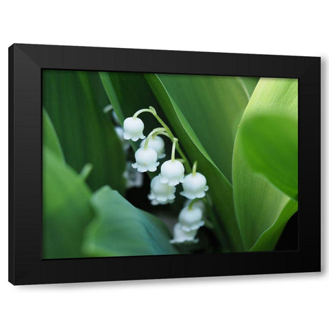 Clochettes Black Modern Wood Framed Art Print with Double Matting by Bonin, Suzanne