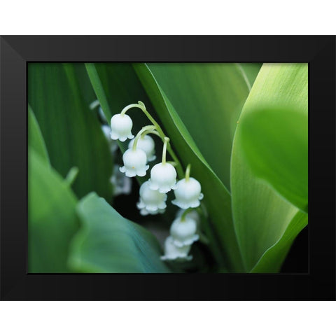 Clochettes Black Modern Wood Framed Art Print by Bonin, Suzanne