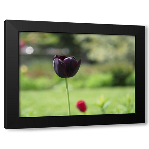 Dark Beauty Black Modern Wood Framed Art Print by Bonin, Suzanne