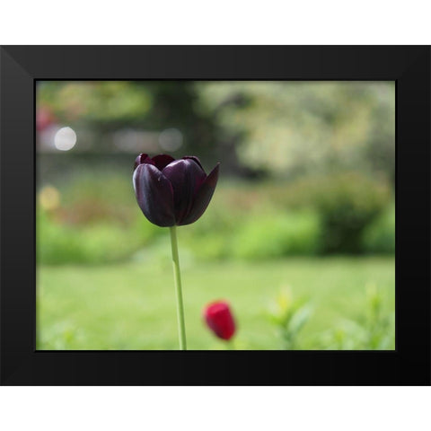 Dark Beauty Black Modern Wood Framed Art Print by Bonin, Suzanne