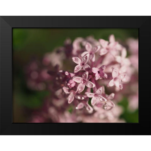 Delicate Beauties Black Modern Wood Framed Art Print by Bonin, Suzanne