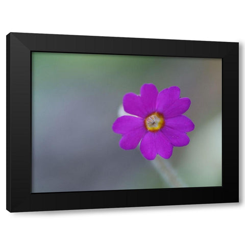 Delicate Beauty Black Modern Wood Framed Art Print with Double Matting by Bonin, Suzanne
