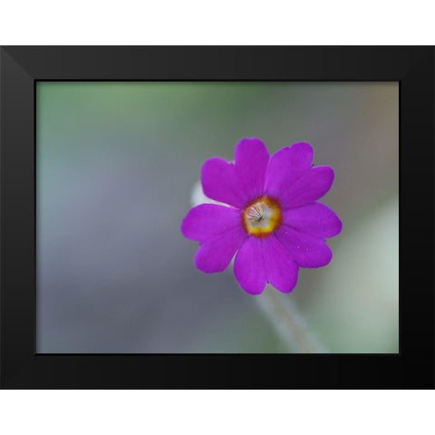 Delicate Beauty Black Modern Wood Framed Art Print by Bonin, Suzanne