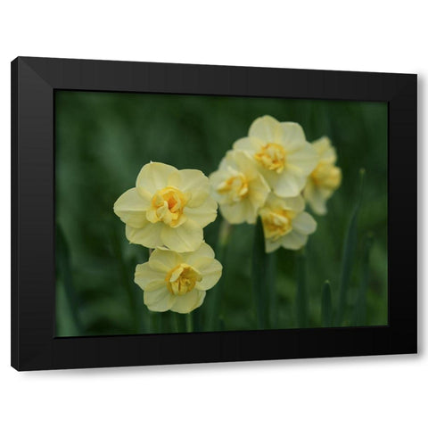 Double Daffodils Black Modern Wood Framed Art Print by Bonin, Suzanne