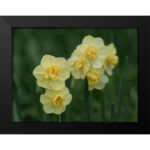Double Daffodils Black Modern Wood Framed Art Print by Bonin, Suzanne