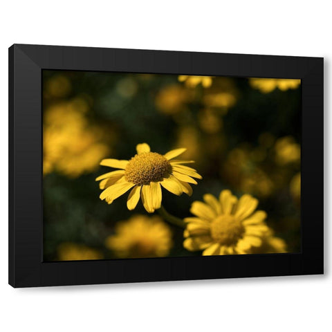 Dreamy Black Modern Wood Framed Art Print by Bonin, Suzanne