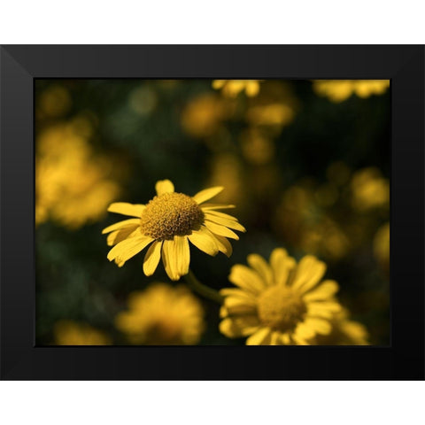 Dreamy Black Modern Wood Framed Art Print by Bonin, Suzanne