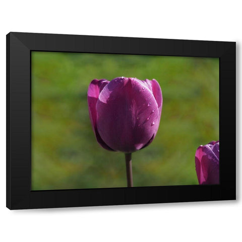 Early Morning Black Modern Wood Framed Art Print with Double Matting by Bonin, Suzanne