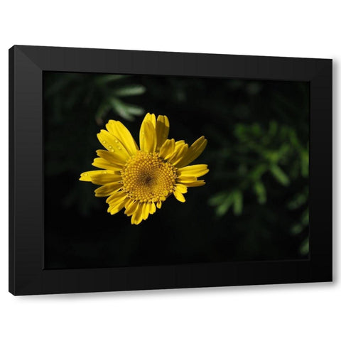 Early Riser Black Modern Wood Framed Art Print by Bonin, Suzanne