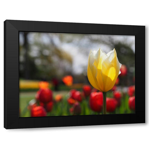 Elegant Black Modern Wood Framed Art Print with Double Matting by Bonin, Suzanne