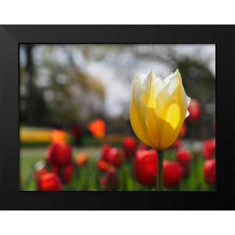 Elegant Black Modern Wood Framed Art Print by Bonin, Suzanne