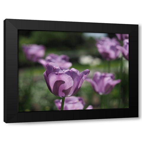 Field Of Dreams Black Modern Wood Framed Art Print with Double Matting by Bonin, Suzanne