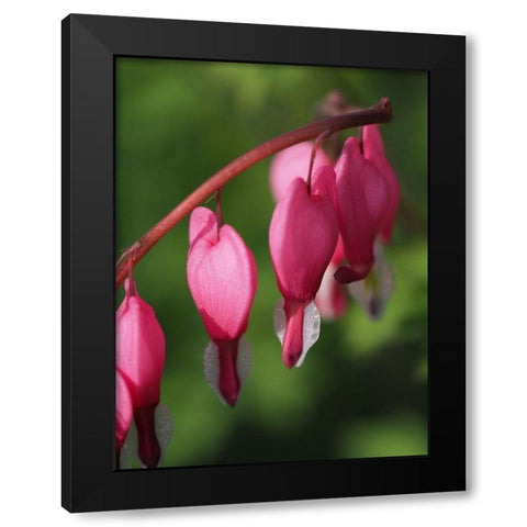 Hearts Black Modern Wood Framed Art Print with Double Matting by Bonin, Suzanne