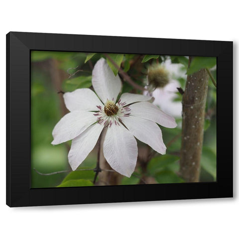 Hidden Beauty Black Modern Wood Framed Art Print by Bonin, Suzanne