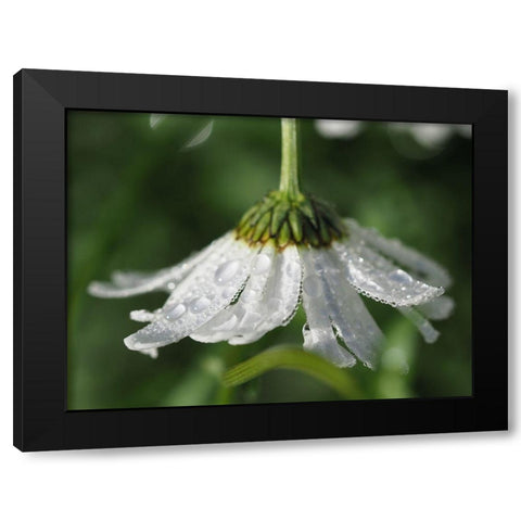 Hidden Treasure Black Modern Wood Framed Art Print by Bonin, Suzanne
