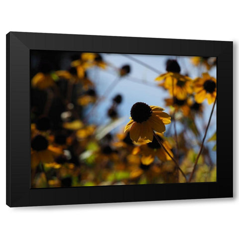 In Nature Black Modern Wood Framed Art Print by Bonin, Suzanne