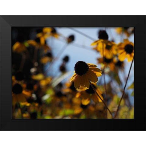 In Nature Black Modern Wood Framed Art Print by Bonin, Suzanne