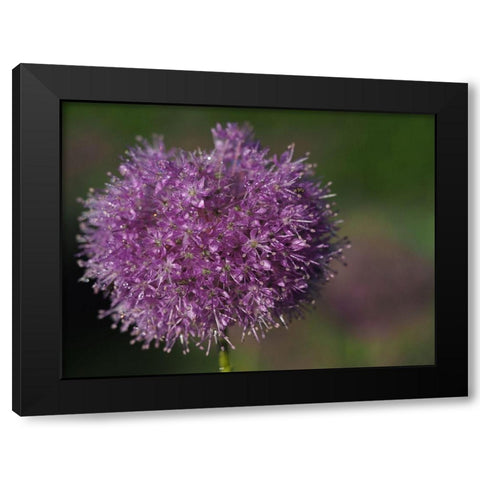 Jewels In Nature Black Modern Wood Framed Art Print by Bonin, Suzanne