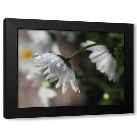 Jewels Of Nature Black Modern Wood Framed Art Print by Bonin, Suzanne