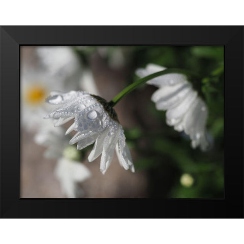 Jewels Of Nature Black Modern Wood Framed Art Print by Bonin, Suzanne