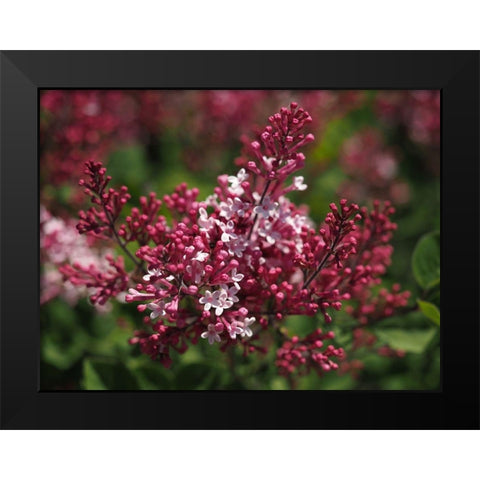 Joy Black Modern Wood Framed Art Print by Bonin, Suzanne