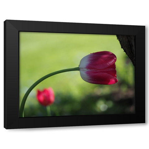 Leaning Black Modern Wood Framed Art Print by Bonin, Suzanne