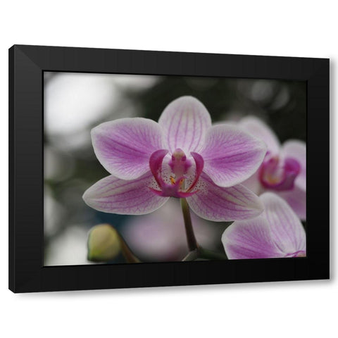 Little Blue Bird Black Modern Wood Framed Art Print with Double Matting by Bonin, Suzanne