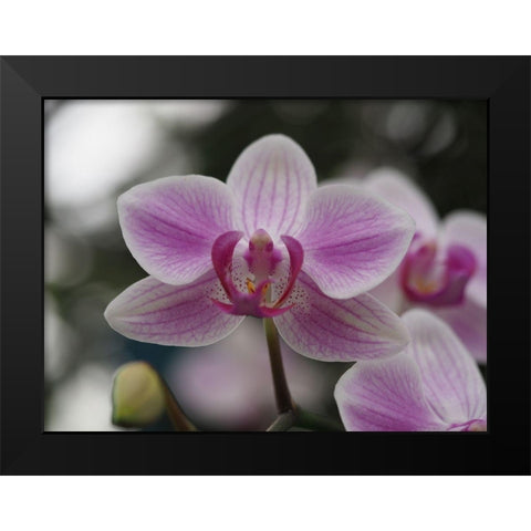 Little Blue Bird Black Modern Wood Framed Art Print by Bonin, Suzanne
