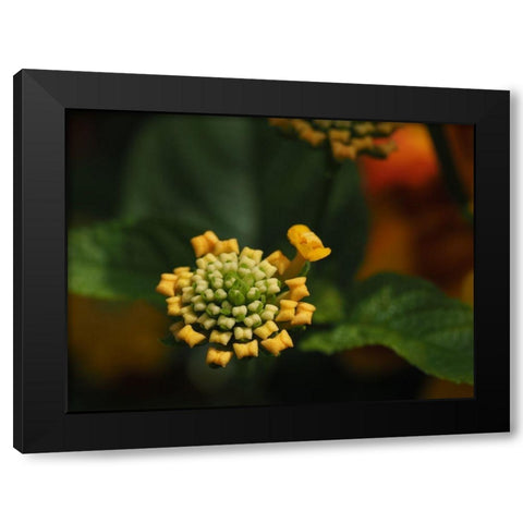 Mini Bow Ties Black Modern Wood Framed Art Print with Double Matting by Bonin, Suzanne