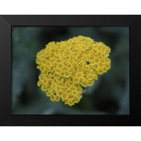 Morning Dew Black Modern Wood Framed Art Print by Bonin, Suzanne
