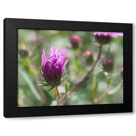 Nonchalant Beauty Black Modern Wood Framed Art Print by Bonin, Suzanne