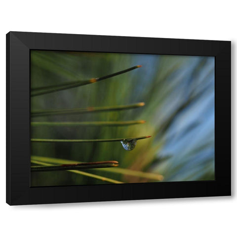 One Drop Black Modern Wood Framed Art Print by Bonin, Suzanne