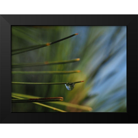 One Drop Black Modern Wood Framed Art Print by Bonin, Suzanne