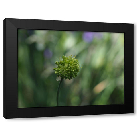 Ornamental Onion Black Modern Wood Framed Art Print by Bonin, Suzanne