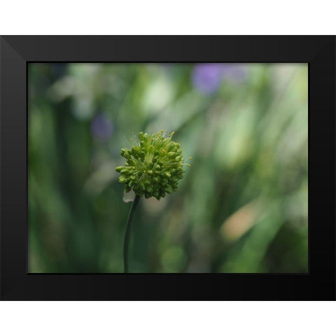 Ornamental Onion Black Modern Wood Framed Art Print by Bonin, Suzanne