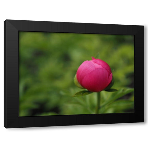 Perfection In Nature Black Modern Wood Framed Art Print by Bonin, Suzanne