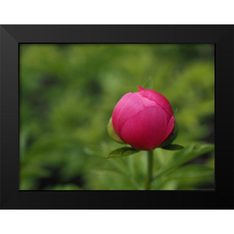 Perfection In Nature Black Modern Wood Framed Art Print by Bonin, Suzanne