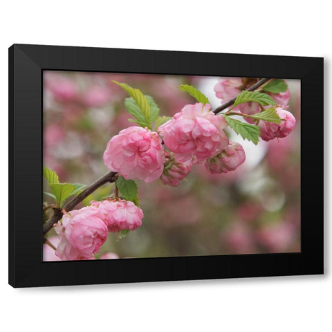 Pink Beauties Black Modern Wood Framed Art Print by Bonin, Suzanne