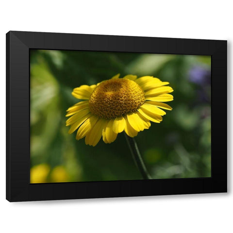 Prettier In Yellow Black Modern Wood Framed Art Print with Double Matting by Bonin, Suzanne